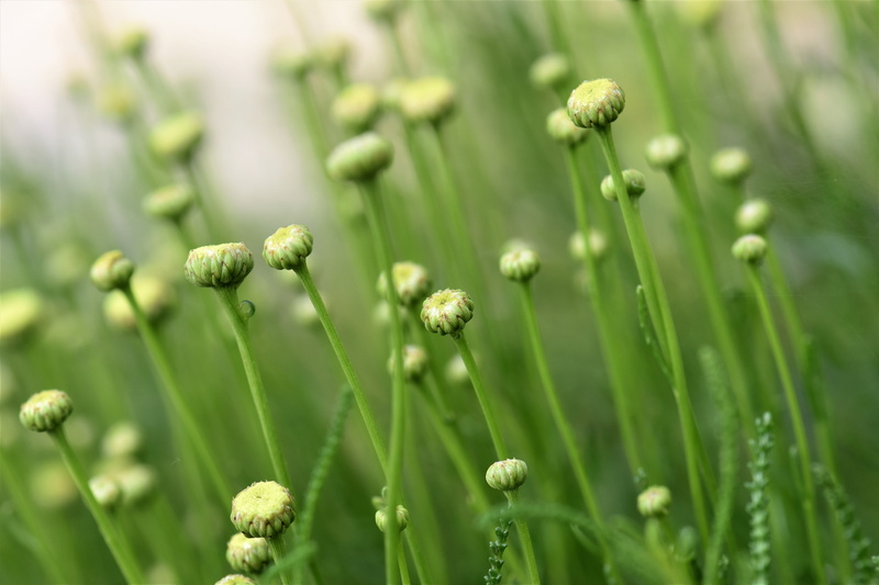 selective focus, land, no people, spice, flowers, growth, garden, bud, field, herb, grass, meadow, beauty in nature, flowering plant, green, summer, outdoors