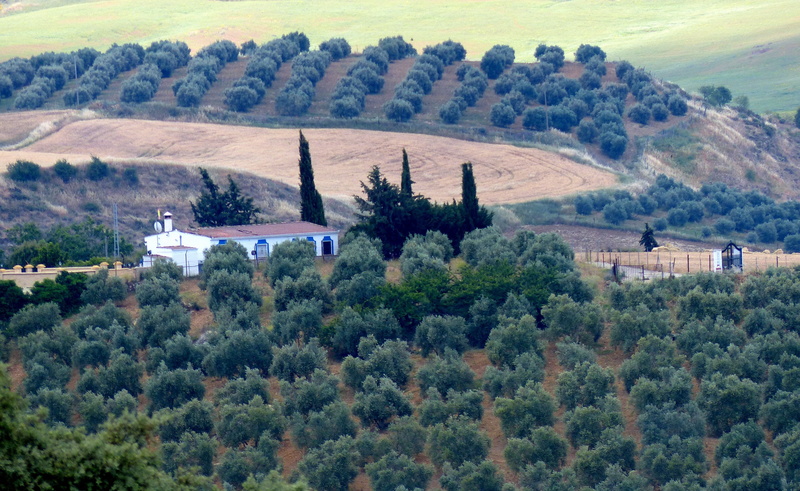 land, outdoors, built structure, plant, high angle view, landscape, beauty in nature, nature, andalusia, property, agriculture, growth, autumn, tranquility