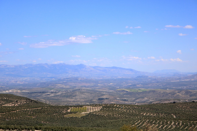 olive trees, outdoors, idyllic, beauty in nature, green, cloud - sky, jaén, scenics - nature, tranquil scene, day, non-urban scene, mountain, sky, 5K