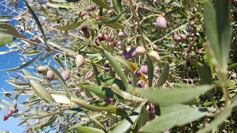 olives, 4K, growth, day, nature, selective focus, low angle view, freshness, plant part, wellbeing, no people, cultivation, beauty in nature, healthy eating