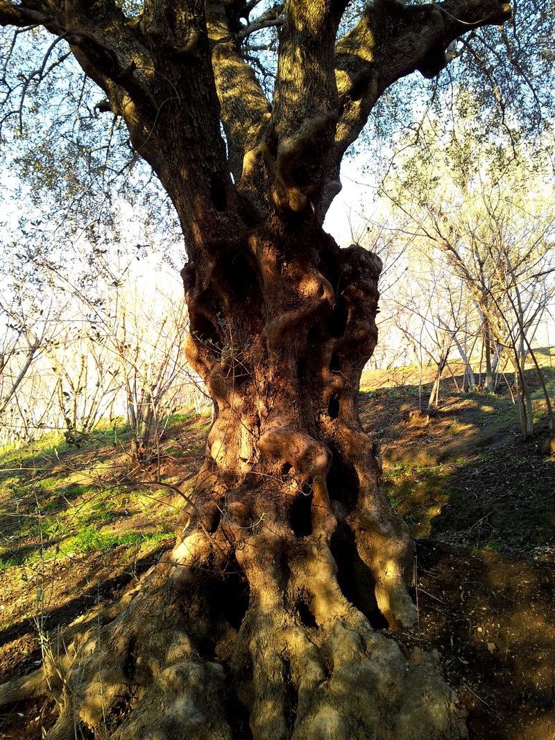 forest, day, tranquil scene, landscape, sunlight, growth, outdoor, bark, plant, no people, beauty in nature, europe, trunk, tree, outdoors, 2K, mountain