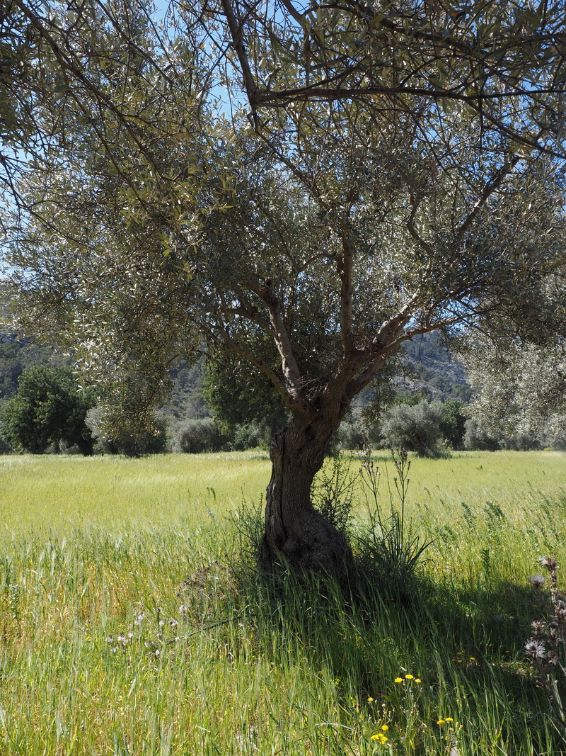 plantation, tree, olive grove, olive garden, outdoors, beauty in nature, environment, land, planting, tribe, green color, tranquil scene, tranquility, trunk