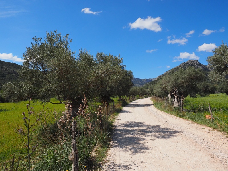 4K, landscape, olive garden, olive grove, outdoors, fields, direction, no people, cloud - sky, olive plantation, trees, growth, footpath, plantation, plant