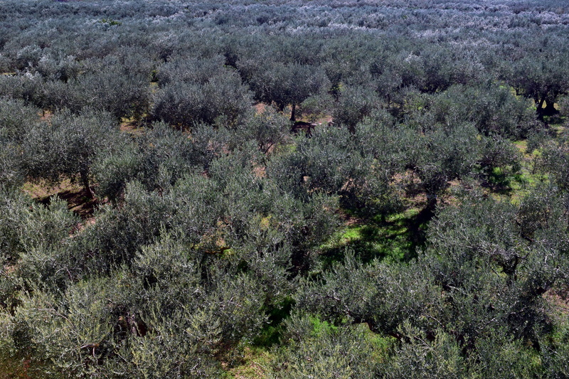 green, tree, purple, land, environment, planting, plantation, backgrounds, fields, agriculture, olive trees, high angle view, 5K, landscape, tranquil scene