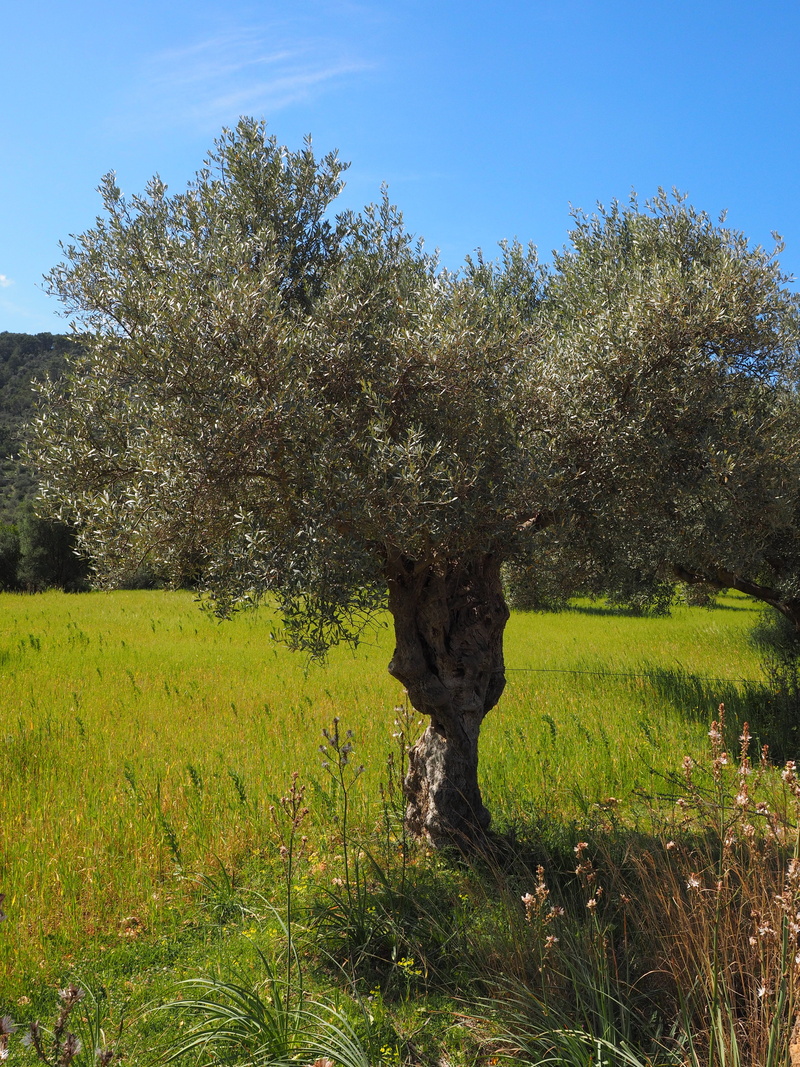 field, tranquility, rural Scene, tranquil scene, land, plantation, olive tree, tree, olive cultivation, outdoors, beauty in nature, agriculture, olive grove