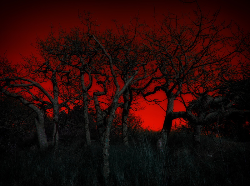 environment, sky, fire, silhouette, outdoors, night, non-urban scene, garry, scenics - nature, British, Gnarled, Park, tranquility, Hill, Canada, nature