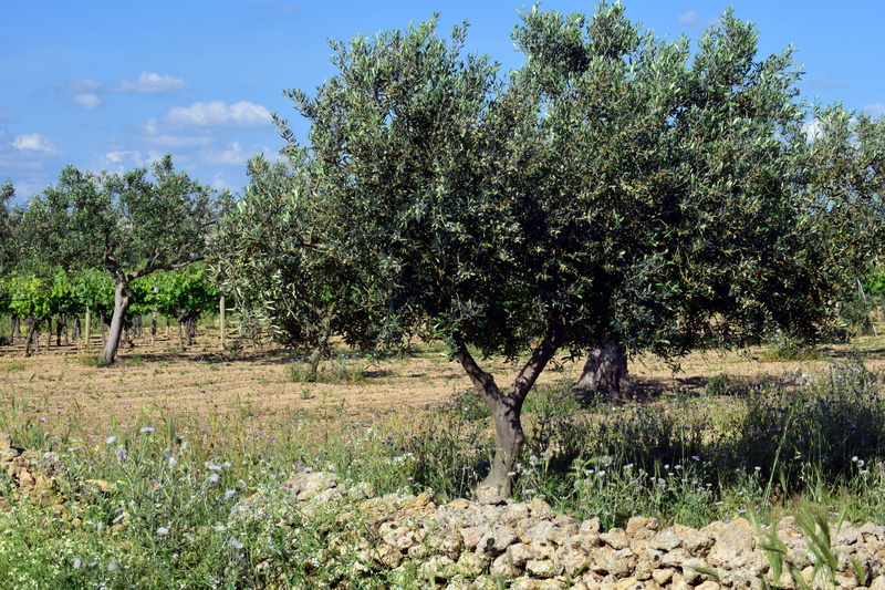 land, growth, gnarled, landscape, 5K, mediterranean, tranquil scene, environment, scenics - nature, olive planting, sicily, olea europaea, tribe, plant