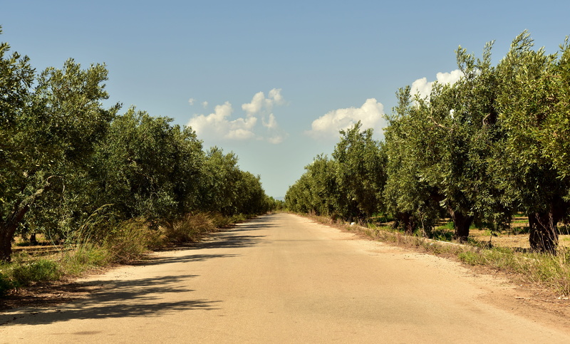 sunlight, summer, avenue, the way forward, wide, away, outdoors, cultivation, sky, green, treelined, agriculture, nature, olive plantation, footpath, shadow