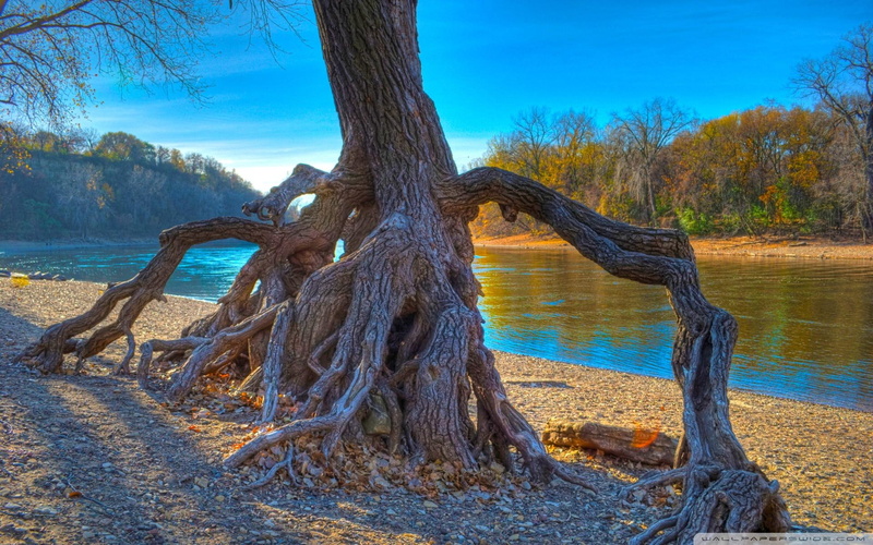 gnarled, tree, root, nature and landscapes, 1080P, river, hdr, roots