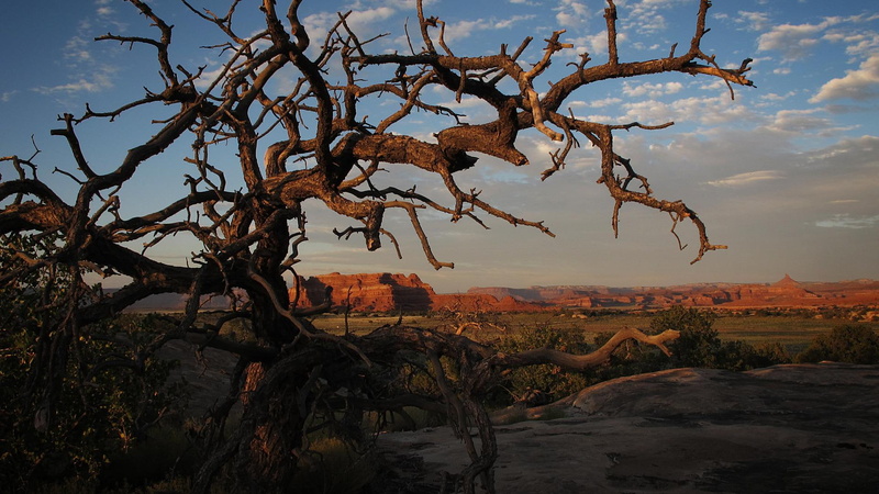 butte, gnarled, 1080P, nature and landscapes, tree, rock
