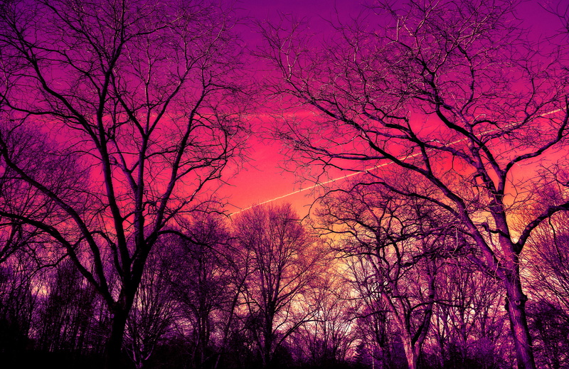 outdoors, sunrise, tree, pink color, no people, bare tree, plant, sky, silhouette, tranquility, romantic sky, sunset, tranquil scene, tree canopy, gnarled