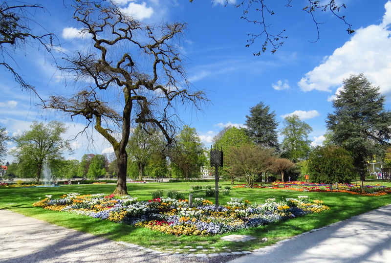 day, sunlight, flowering plant, flowers, plant, grass, no people, cloud - sky, colorful, 4K, outdoors, old, park - man made space, park, meadow, gnarled tree