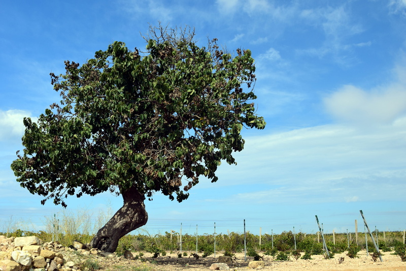 plant, land, wine box, beauty in nature, mulberry tree, tree, 5K, blue, tranquility, wood, cloud - sky, dry, outdoors, growth, old tree, horizon, scenics - nature