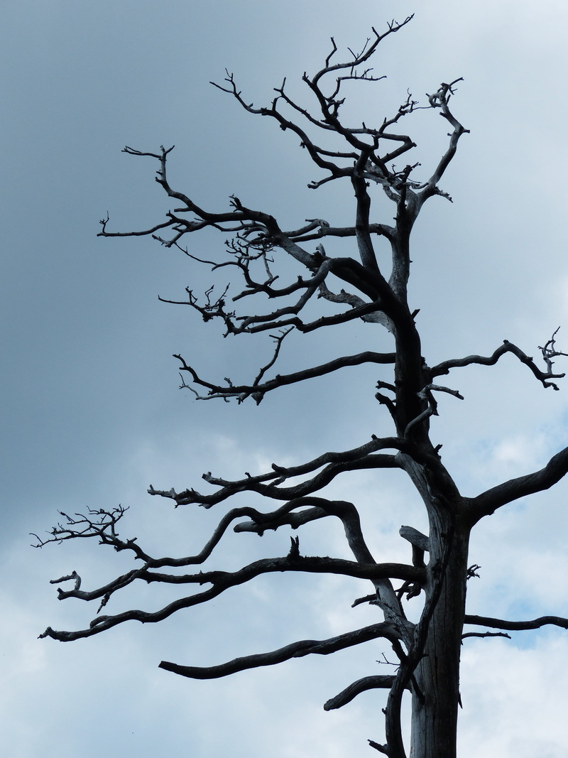 sky, 4K, gnarled, environmental protection, gray, growth, broken, silhouette, dead plant, nature, tree trunk, clear sky, day, withered, beauty in nature