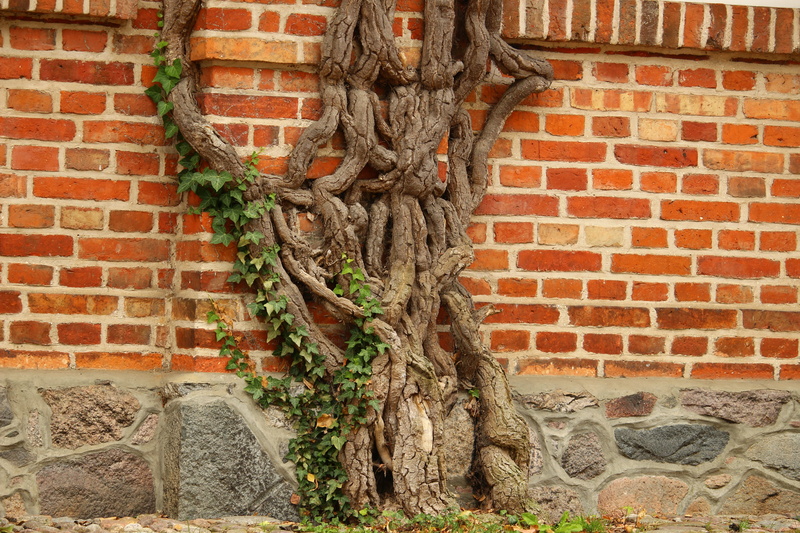 Wine, day, architecture, representation, Plant, building exterior, gnarled, Engine, carving, brick, human representation, craft, art and craft, wall, wall - building feature