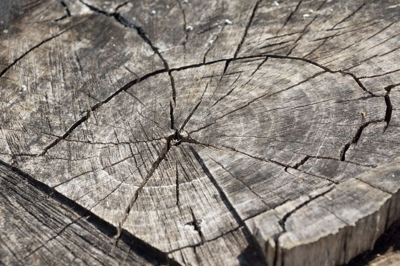 old, outdoors, forest, tribe, annual rings, cracked, concentric, wooden disc, nature, 4K, natural pattern, pattern, backgrounds, gnarled, textured, tree