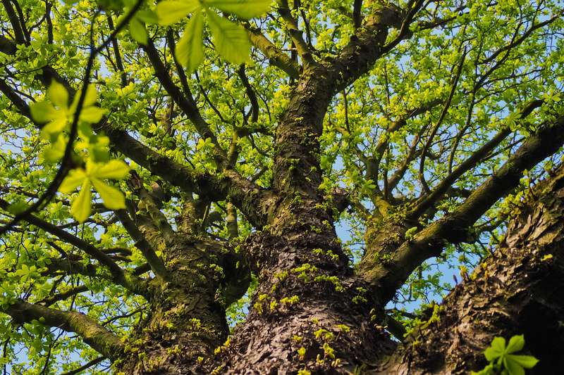 leafed, growth, nature, branch, daytime, branches, green leaves, beauty in nature, green, green color, wood, trunk, day, forest, leaf, landscape, old, leaves