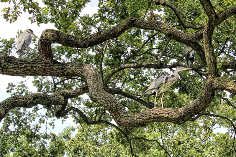 forest, park, nature, animal wildlife, tree, low angle view, plant, oak, yellow, green color, gray, growth, tranquility, aesthetic, beauty in nature, heron