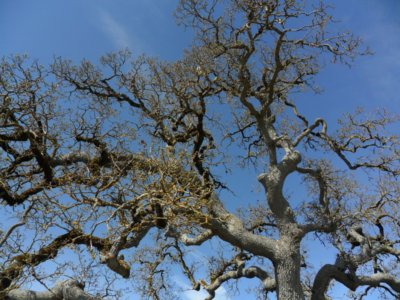 no people, tree, sunlight, outdoors, gnarled, blue, 4K, environment, scenics - nature, low angle view, day, branch, sky, tree canopy, nature, beauty in nature