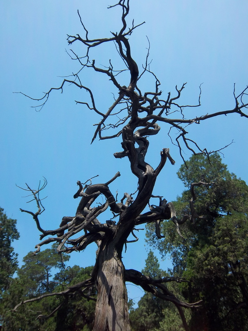 nature, wood, bare tree, tree, tree trunk, group of animals, plant, twisted, blue, low angle view, branch, no people, day, animals in the wild, branches