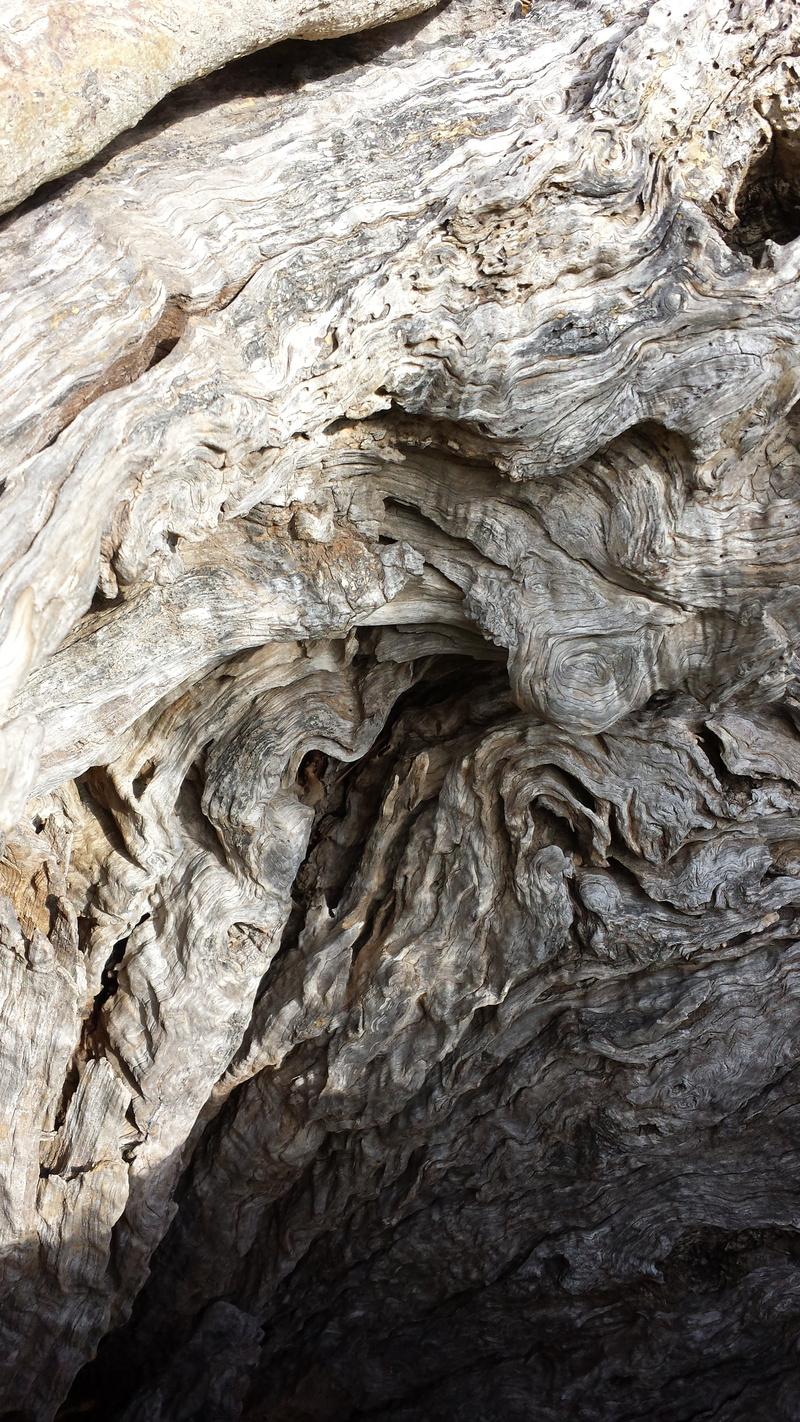 rock, wood, gnarled, physical geography, day, close-up, backgrounds, tree, full frame, structure, textured, root, pattern, olive tree, nature, olives, beauty in nature