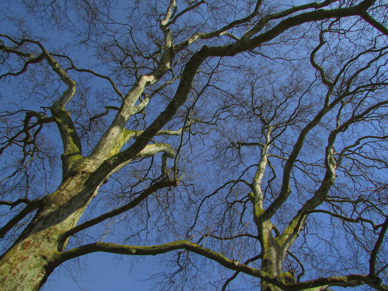 outdoors, clear sky, day, blue, plant, backgrounds, no people, branches, low angle view, bare tree, tree trunk, nature, branch, sky, beauty in nature, scenics - nature