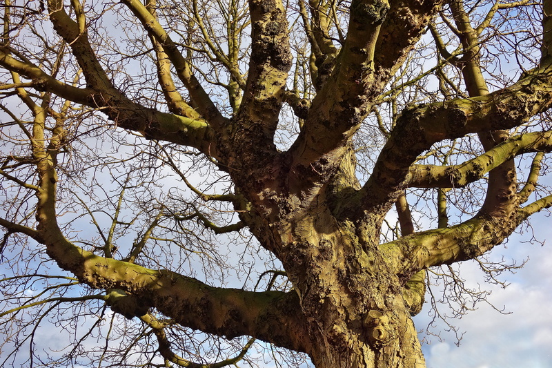 bark, 4K, growth, low angle view, sky, deciduous, nature, clear sky, tree, plant, textured, wood - material, outdoors, bare branches, winter tree, tranquility