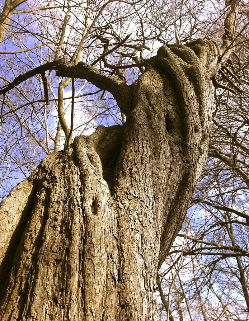 bare tree, land, no people, tree bark, scrawny tree, rauh, spiral, day, old, photography, log, structure, plant, outdoors, bark, dead plant, bare, beauty in nature