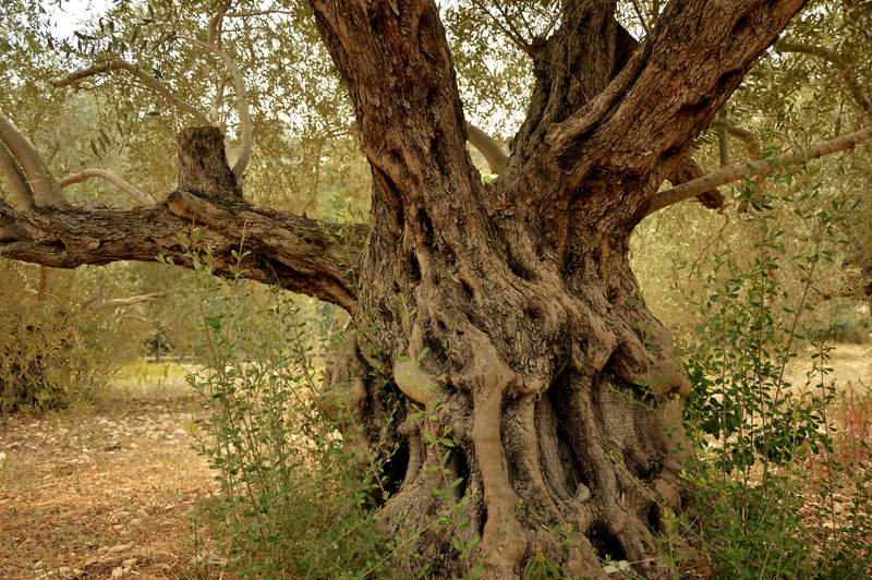 root, 5K, structure, environment, mediterranean, field, scenics - nature, trunk, nature, beauty in nature, day, landscape, log, forest, wood, non-urban scene