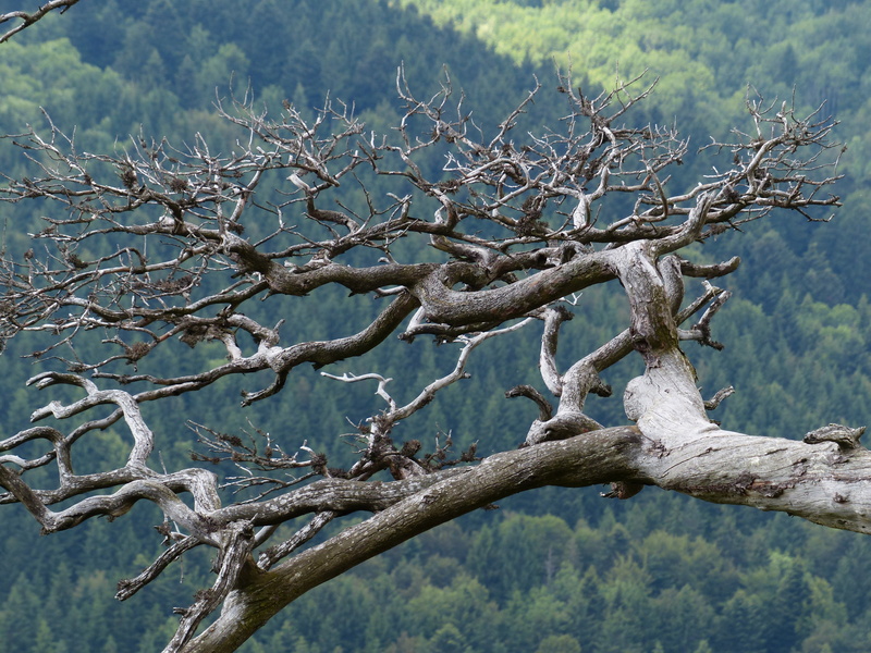 dead plant, waldsterben, dead, dried, old, tree trunk, growth, branches, tranquility, non-urban scene, nature, scenics - nature, green, trunk, bare tree