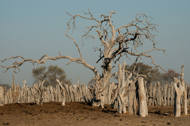 sky, arid climate, tranquil scene, 2K, Kraal, no people, outdoors, viehpferch, branch, tranquility, botswana, landscape, field, Tree, day, weathered, Old
