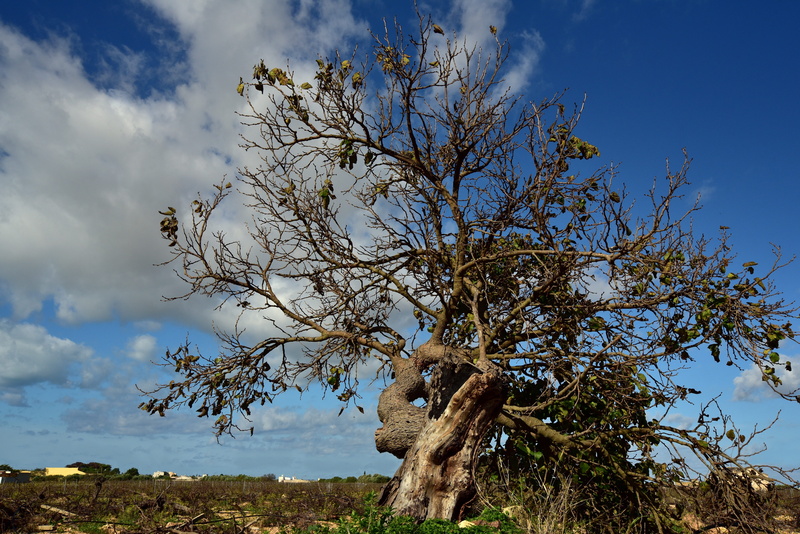 wide, outdoors, southern europe, 5K, branch, tranquil scene, land, cloud - sky, beauty in nature, clouds, non-urban scene, old, nature, tranquility, low angle view