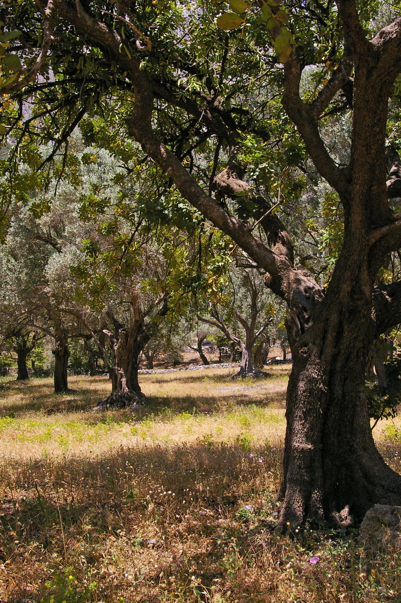 tree, trunk, no people, feed, oily, samos, holiday, greece, outdoors, day, plantation, food, log, healthy, field, nutrition, meadow, olive trees, landscape