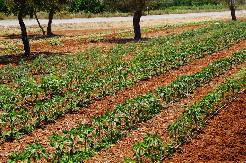 farm, field, growth, garden, environment, tranquil scene, Plantation, agriculture, land, no people, rural scene, scenics - nature, Agricultural, 5K, day
