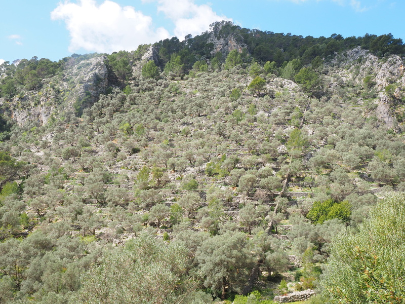 rock, non-urban scene, sky, environment, land, mountain, olive grove, plant, olive garden, management, mountainside, day, caimari, tranquility, cloud - sky