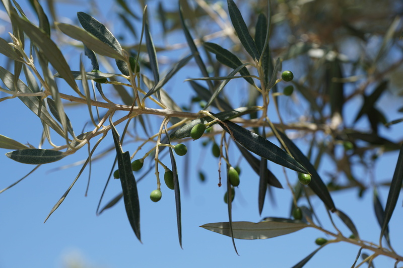 food and drink, beautiful, fruit, womens day, freshness, branch, relaxation, cellular, day, aroma, plant, 5K, easter, gift, olive, olives, park, healthy eating