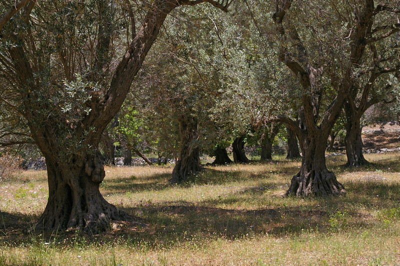 log, trunk, meadow, samos, feed, healthy, forest, scenics - nature, olive trees, old, oil, tree trunk, vacations, food, plantation, summer, kitchen, grass