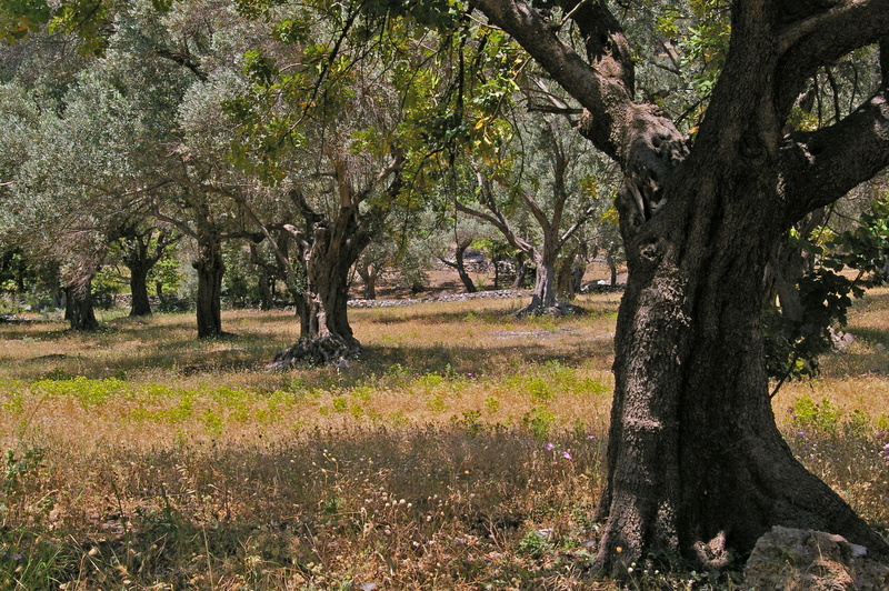 2K, field, eat, food, nature, summer, sunlight, park, nutrition, kitchen, tranquil scene, wood, feed, tranquility, beauty in nature, day, heat, samos