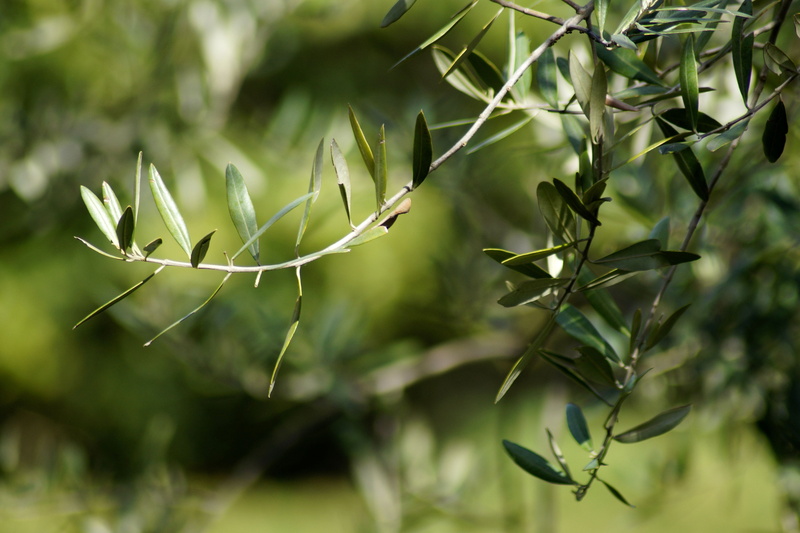 fruits, tree, leaf, olive branch, spiky, leaves, close-up, tranquility, green, day, nature, beauty in nature, real tree, olive tree, olea europaea, focus on foreground
