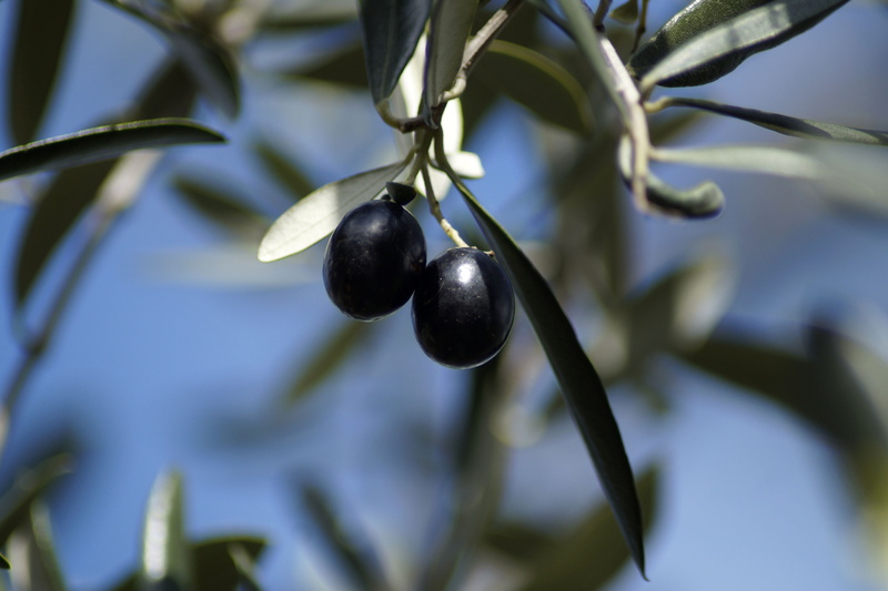 beauty in nature, healthy eating, olive tree, selective focus, outdoors, plant, olea europaea, food, fruit, food and drink, plant part, olive, olive branch