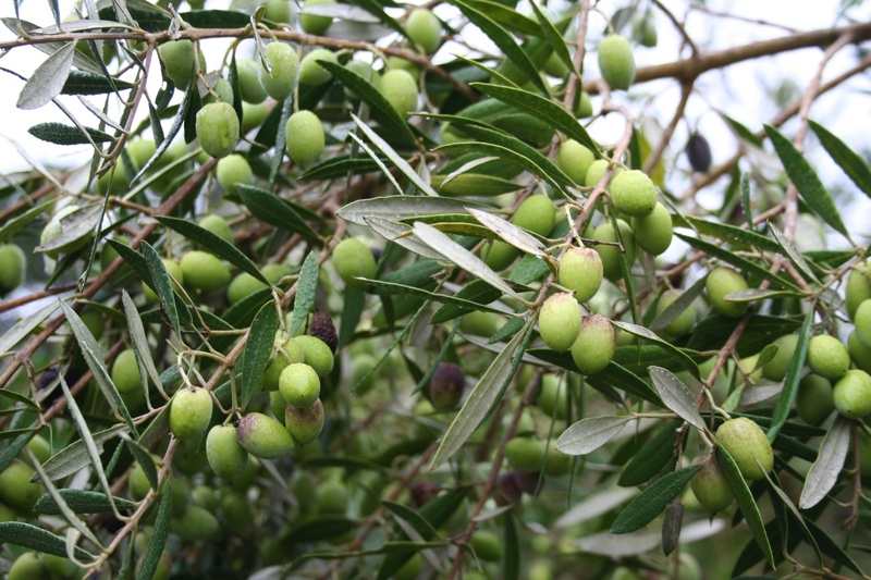 healthy eating, tree, food, focus on foreground, green color, olea europaea, plant part, olive tree, selective focus, day, green, mediterranean, no people