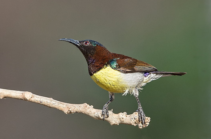 purple, 480P, perched, Bangalore, animal, yellow, Nikon, tree branch, bird, branch, nature, brown, Purple Rumped Sunbird, wildlife, sunbird, rumped, tree
