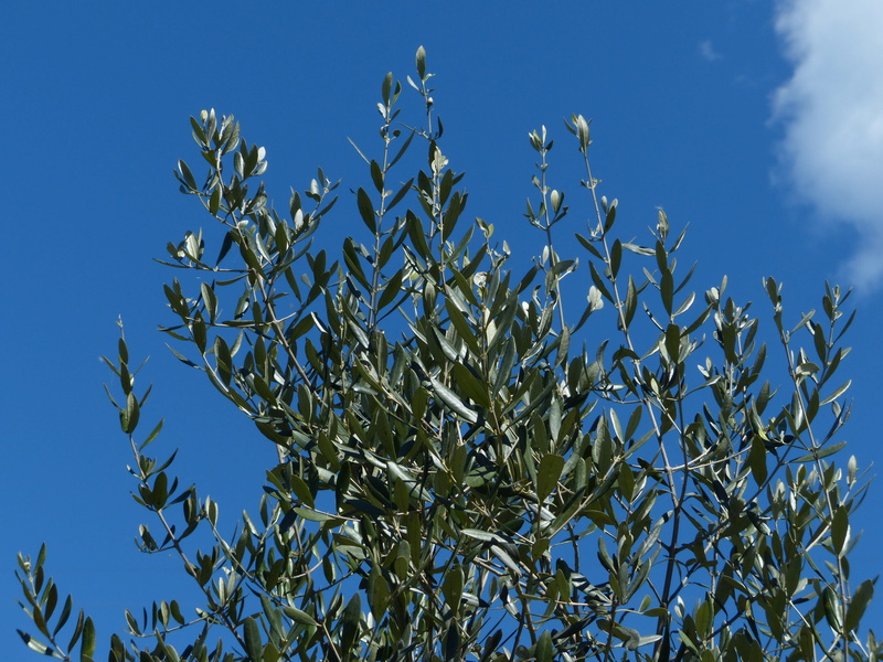 food, low angle view, crop, leaf, nature, outdoors, leaves, no people, day, olea europaea, sunlight, branch, beauty in nature, oleaceae, olive crop, agriculture