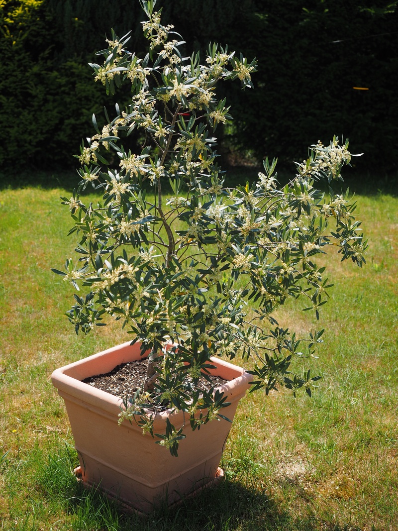 growth, no people, outdoors, sunlight, tree, plant, oblong, olive crop, 4K, flower pot, flowers, front or back yard, flower, white, botany, ornamental plant