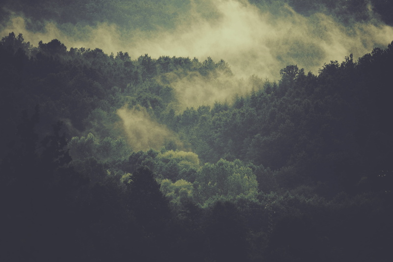 forest, trees, scenics - nature, daytime, tranquil scene, growth, green, fog, non-urban scene, land, environment, woods, daytine, green color, nature, sky