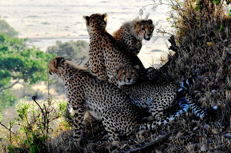 no people, wild animals, animals in the wild, daytine, animals, cat, cheetah, close-up, fur, family, big cat, vertebrate, wilderness, animal themes, animal