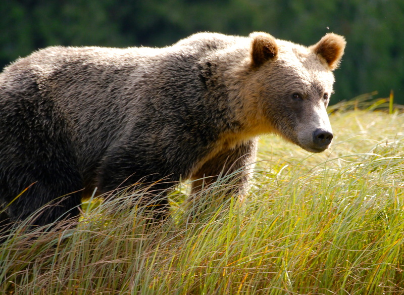 vertebrate, eating, brown bear, daytine, canada, 4K, photographer, giant panda, polar bear, side view, grizzly, no people, nature, vancouver island, food