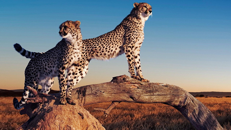 cheetahs, wait, leopard, forest, animals, mound, termite, termite mound, 1080P, cheetah