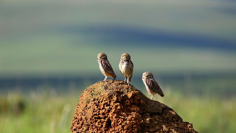 Serra da Canastra, Brazil, owl, burrowing owl, bird, mound, 1080P