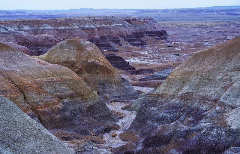 5K, reptile, travel destinations, day, geology, valley, animal, climate, nature, landscape, grassland, field, formation, rock, arizona, arid climate, painted desert